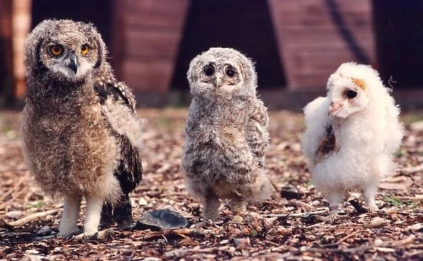 Three young owls at different stages of development
