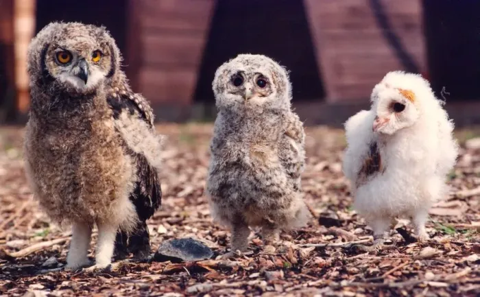 Framed Print : Three young owls at different stages of development Framed Print : Three young owls at different stages of development