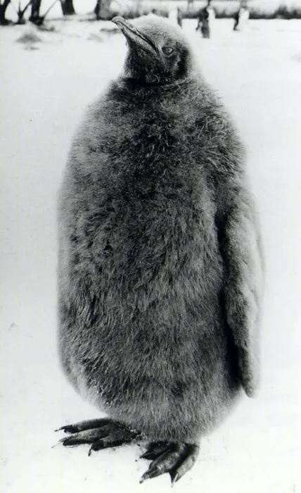 Framed Print : Young Penguin at Whipsnade Zoo. January 15th 1987 DMCN87 P044374 Framed Print : Young Penguin at Whipsnade Zoo. January 15th 1987 DMCN87 P044374