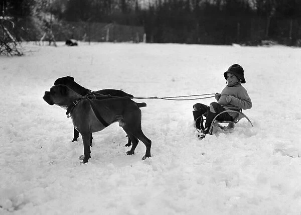 A young pet owner harnesses the power of his two boxer dogs to create a dog sleigh to get