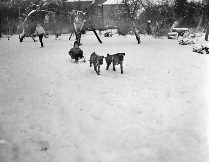 Framed Print : A young pet owner harnesses the power of his two boxer dogs to create a dog sleigh to get