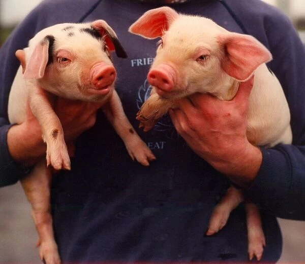 Two young piglets