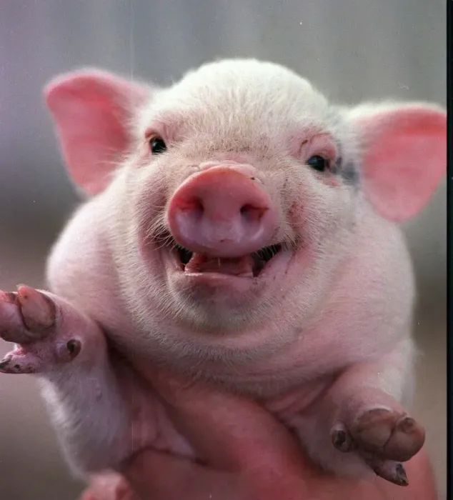 Framed Print : A young pot-bellied pig born at Glasgow Zoo on the day of the Scotland Norway World Cup