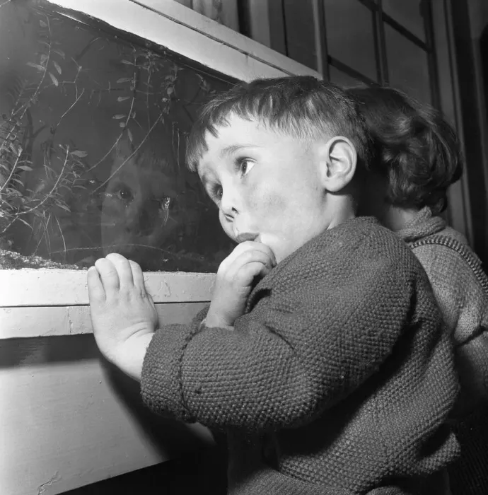 Framed Print : A young pupil at the L. C. C. Day nursery in Regency Street, Victoria London Framed Print : A young pupil at the L. C. C. Day nursery in Regency Street, Victoria London