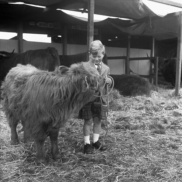 A very young Scottish farmer with his Highland cattle calf before showing him in the ring