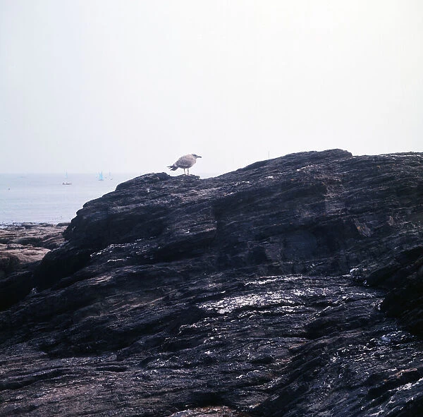 A young seagull at Looe, Cornwall. 1973