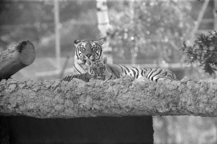 Framed Print : Young Tigers at Windsor Safari Park, Berkshire, England, October 1980 Framed Print : Young Tigers at Windsor Safari Park, Berkshire, England, October 1980