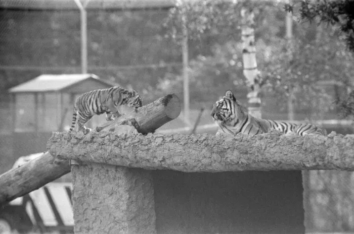 Framed Print : Young Tigers at Windsor Safari Park, Berkshire, England, October 1980 Framed Print : Young Tigers at Windsor Safari Park, Berkshire, England, October 1980
