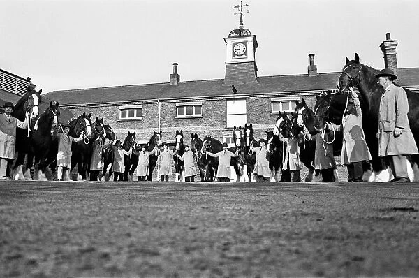 Youngs Brewery Shire Horses, 12th February 1967