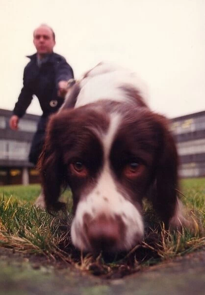 Zac the police dog enjoying the dog handling training school at Durham Police
