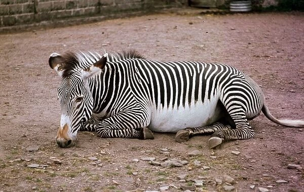 A Zebra at Chester Zoo Circa 1990