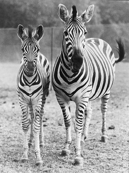 Zebra and foal at Whipsnade Zoo. Circa 1949 020179  /  1