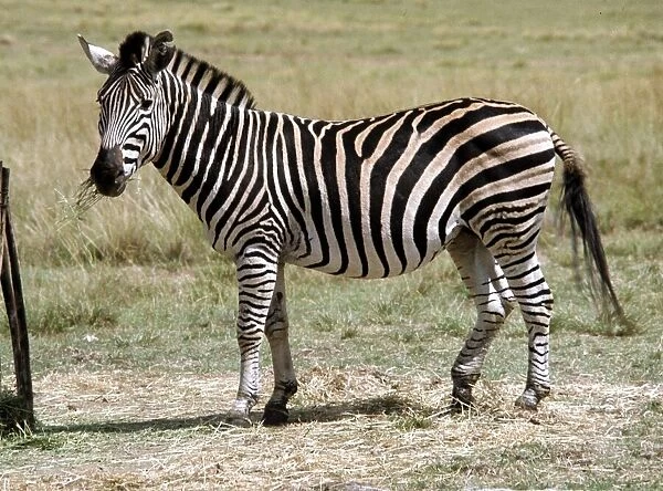 A zebra at Lion Park in South Africa April 1973