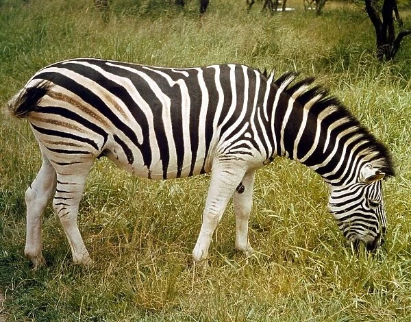 Zebra in South Africa circa 1978