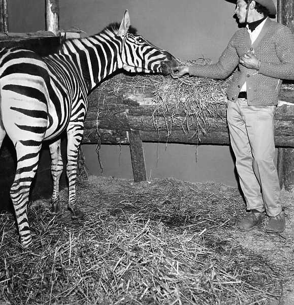 One of the three zebras that escaped from the Billy Smart