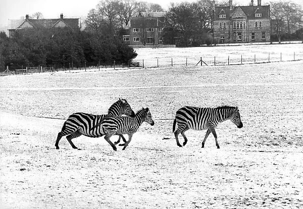 Zebras in the snow at Lambton Pleasure Park in January 1978