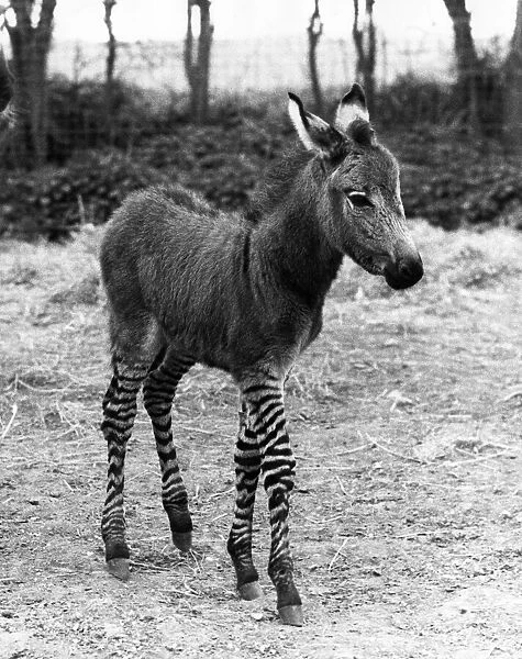 The 'Zedonk'- Mother a donkey, father a zebra