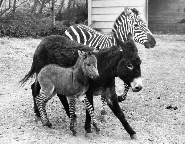 The 'Zedonk'and his parents - mother a donkey, father a zebra