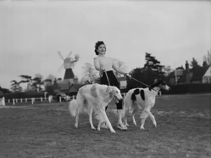 Framed Print : Zene Maishall, film actress, with Barzois dogs Viking and Rena Framed Print : Zene Maishall, film actress, with Barzois dogs Viking and Rena