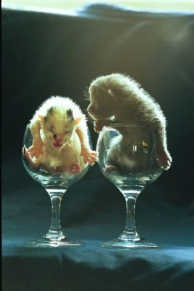 Zig and Zag, kittens in wine glasses