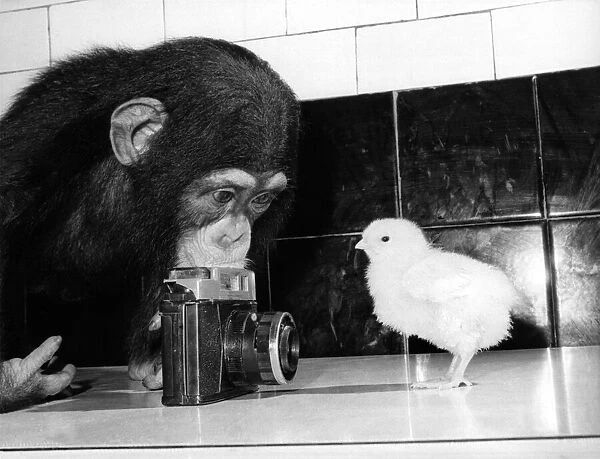 Zoe the chimpanzee lines up her first subject, a shapely young chick