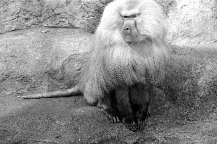 Framed Print : Zoo Animals. Baboon at London Zoo. August 1936 OL301J-001 Framed Print : Zoo Animals. Baboon at London Zoo. August 1936 OL301J-001