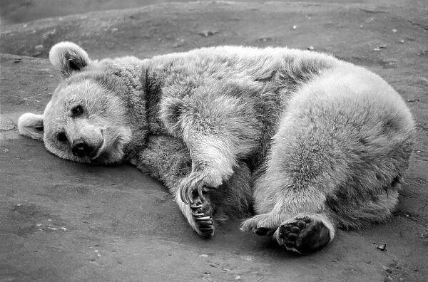Zoo Animals: Bear. December 1975 75-06831-002