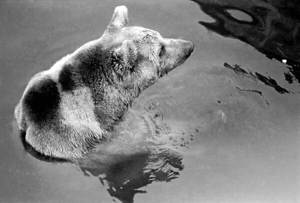 Zoo Animals. Brown Bear takes a dip in the pool at London Zoo