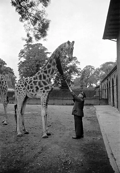 Zoo Animals. Giraffe and Keeper at London Zoo Circa. January 1938 OL301-001