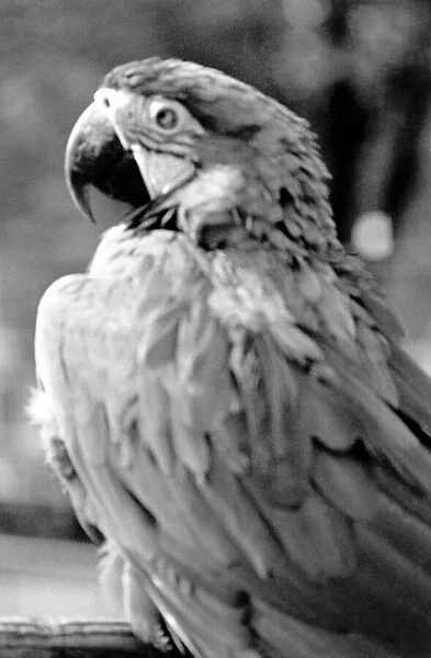 Zoo Animals. Parrot at London Zoo. August 1936 OL301J-003
