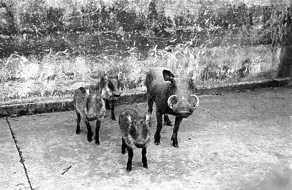 Zoo Animals. Warthog and her young at London Zoo Circa. January 1938 OL301-006