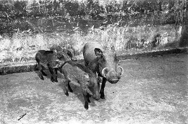 Zoo Animals. Warthogs with her young at London Zoo Circa January 1938 OL301-007