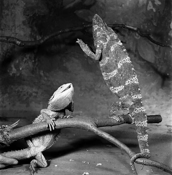 Zoo. Bearded Lizard and Chameleon. January 1953 D118