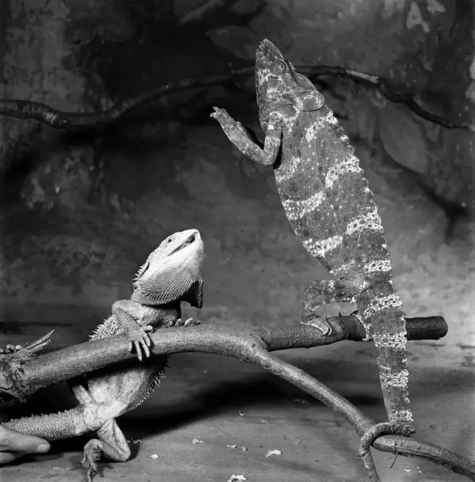 Framed Print : Zoo. Bearded Lizard and Chameleon. January 1953 D118 Framed Print : Zoo. Bearded Lizard and Chameleon. January 1953 D118