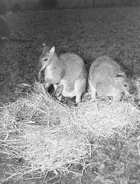 Zoo -- Kangaroos March 1952 C1160  /  1