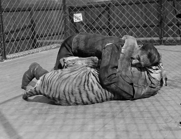 A Zoo keeper plays on the ground with a Tiger at London Zoo circa 1935