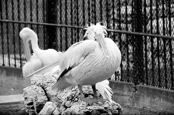 Zoo: Pelicans at London Zoo. January 1975 75-00004-014 Bad Hair Day