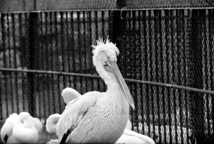 Framed Print : Zoo: Pelicans at London Zoo. January 1975 75-00004-010 Bad Hair Day Framed Print : Zoo: Pelicans at London Zoo. January 1975 75-00004-010 Bad Hair Day