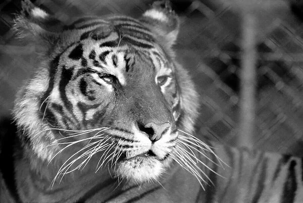 Zoo: Tigers and Cubs. February 1975 75-01170-007