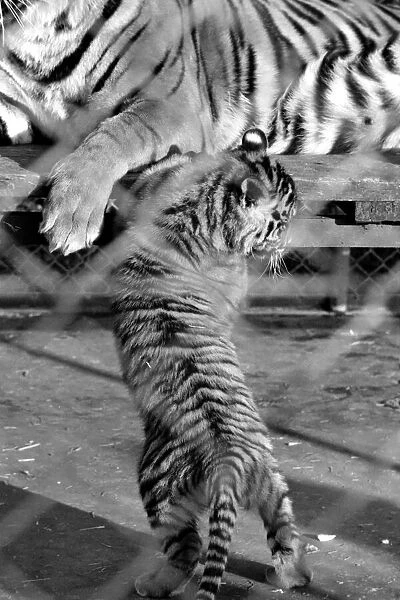 Zoo: Tigers and Cubs. February 1975 75-01170-011