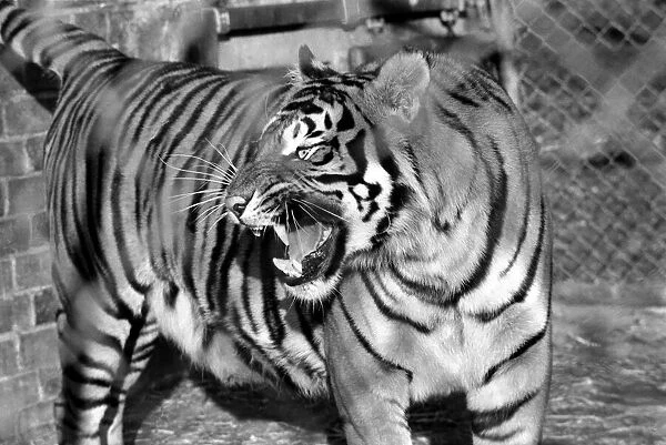 Zoo: Tigers and Cubs. February 1975 75-01170-012