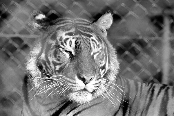 Zoo: Tigers and Cubs. February 1975 75-01170-014