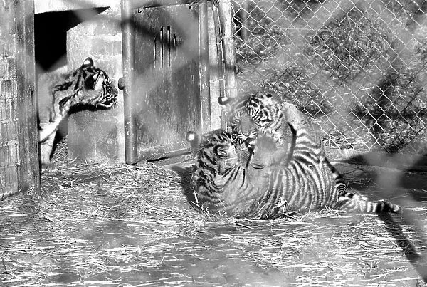 Zoo: Tigers and Cubs. February 1975 75-01170-016