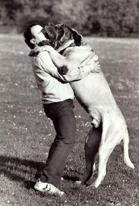Framed Print : Zorba the mastiff jumps up onto his master Chris Eraclies in Muswell Hill Framed Print : Zorba the mastiff jumps up onto his master Chris Eraclies in Muswell Hill