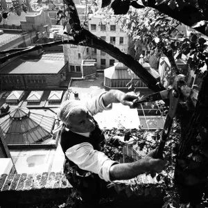 Charles Legg Pruning at Derry and Toms Roof Garden Print