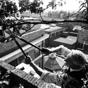 Over 100 feet above the ground Charles Legg calmly goes about pruning and trimming a tree