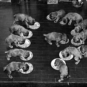 13 Spaniel Puppies dive into their dinners October 1957