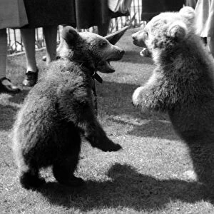 2 bear cubs standing on their hind legs with their mouths open