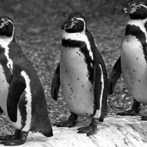 3 penguins in a line at Twycross zoo, Warwickshire. 14th June 1984 3 penguins in a line at Twycross zoo, Warwickshire. 14th June 1984