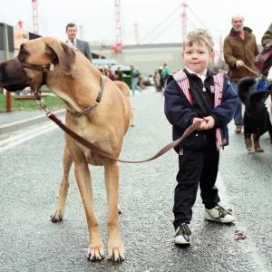 Oscar Halpin de 4 años llegando al NEC con el Gran Danés Amber, uno de los participantes.